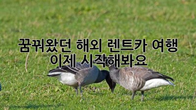 꿈꿔왔던 해외 렌트카 여행, 이제 시작해봐요!